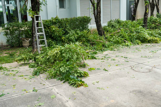 Best Lawn Maintenance Plans  in Rapid City, MI
